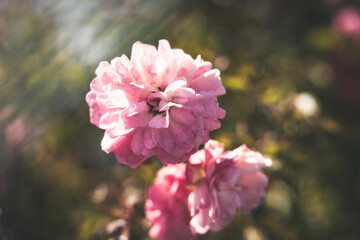 pink flowers in the garden