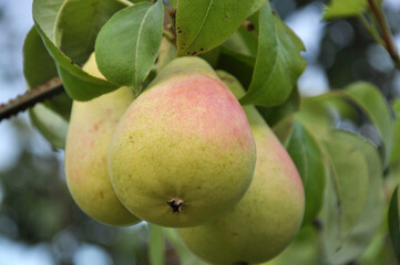 Pears ripen on the tree branch.