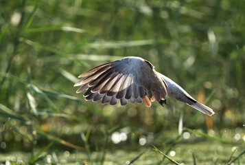 Eurasian Collard Dove hovering