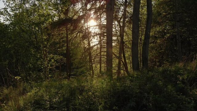 Serene sunset sunlight filters through branches in forest, dolly right