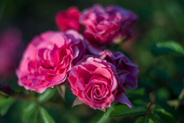 blooming pink rose flower, in the sunlight, on a natural green background. view from above. Natural flower red rose, vibrant coral rose. Floral texture background. save the space, summer flowers