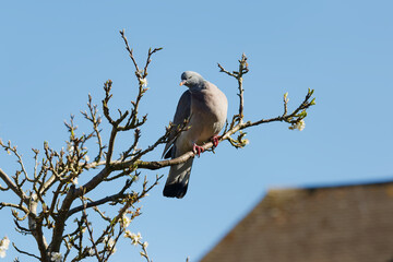 A Common wood pigeon perched on a Plum tree.