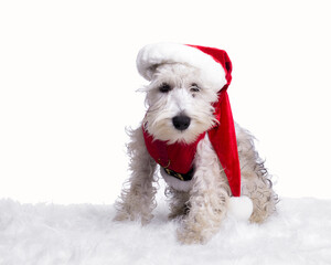 white miniature schnauzer puppy in Santa Claus costume and red hat