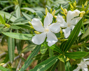 bright white oleander flowers close up in the garden