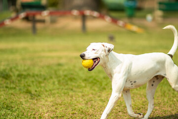 Obraz na płótnie Canvas white dog walking on the park holding an yellow ball