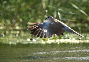Eurasian Collard Dove flying