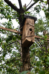 wooden birdhouse - a birdhouse in a tree garden