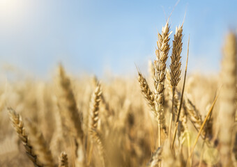 Wheat field with blue sky and sunlight