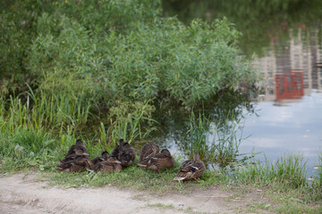 Duck with ducklings resting in the grass on the lake shore huddled in a flock