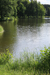 Fototapeta na wymiar forest landscape on a pond