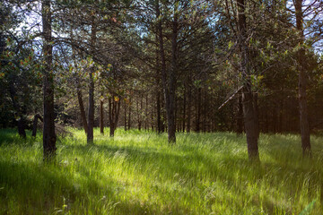 Obraz premium Farragut State Park