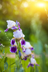 Obraz na płótnie Canvas Beautiful bright iris in the light of the setting sun in the green grass