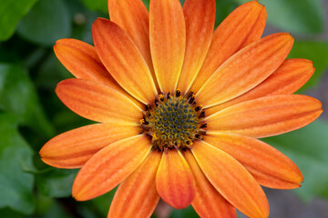 Close up of beautiful flower, plant in a park in Germany