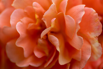 Close up of beautiful flower, plant in a park in Germany