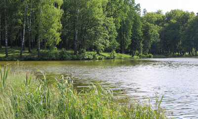 forest landscape on a pond