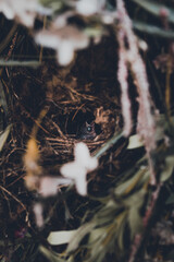 dead tree in the forest