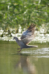 Eurasian Collard Dove landing