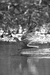 Eurasian Collard Dove landing with beautiful bokeh at the backdrop