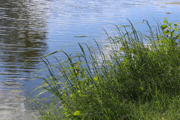 Obraz na płótnie Canvas plants near the water close up