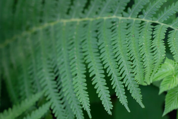 green fern leaves in the shade