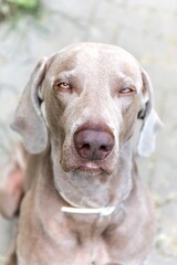 Weimaraner portrait. Hound. Close up portrait of a Weimaraner, outdoors with warm afternoon sun.