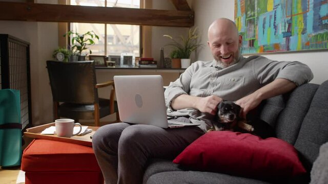 A cute chihuahua dog runs up onto the couch where his owner is working on his laptop