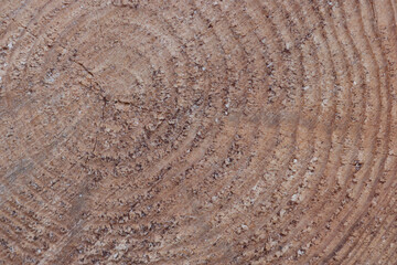 Stump of tree felled - section of the oak trunk with annual rings. Slice wood.