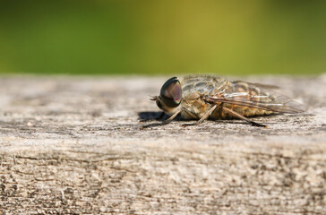 A Narrow-winged Horsefly, Tabanus maculicornis, perching on a wooden fence.	