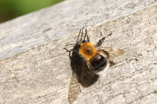 A beautiful Bumblebee, Bombus, resting on a wooden fence post.