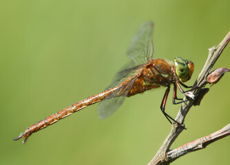A magnificent Norfolk Hawker Dragonfly, Anaciaeschna isoceles, perching on a twig at the edge of a lake.