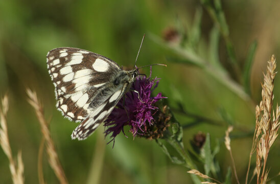 A pretty Marbled White Butterfly, Melanargia galathea, nectaring on a Knapweed flower in a meadow.