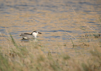 Black-crowned Night Heron at Buhair lake, Bahrain