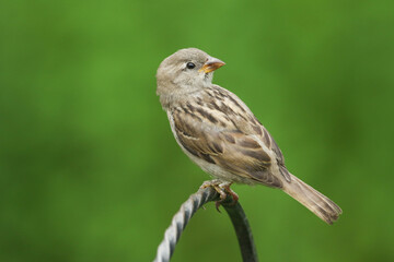 A cute baby House Sparrow, Passer domesticus, perching on a wire post.