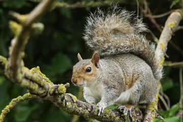 A cute Grey Squirrel, Scirius carolinensis, in the branches of a tree in the UK.