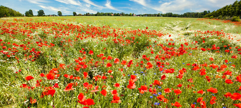 Wildblumenfeld mit Mohn, Kornblumen und Wilder Kamille