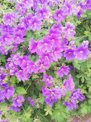 Fototapeta premium Batch of beautiful purple flowers.