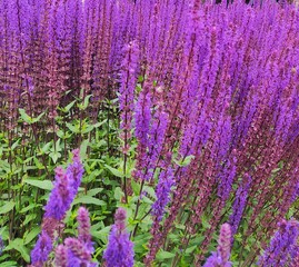 Obraz premium lavender flowers in the garden