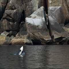 white Belly of breeching orca against rocky cliff - 359751461