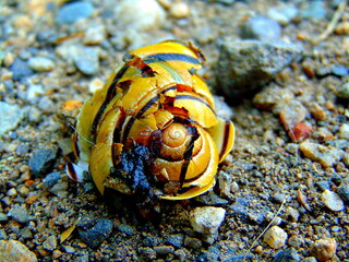 A crushed snail.  How fragile life is.