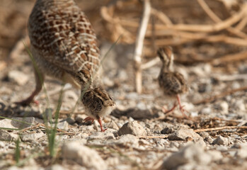 Grey francolin chicks follwing her mother