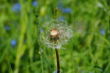 dandelion in the grass