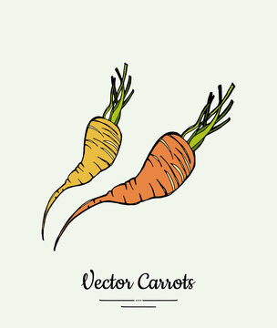 Carrot vegetable vector isolate. Orange whole carrot, green leaf. Vegetables hand drawn illustration. Trendy food vegetarian sweet ripe root icon logo sketch style. Carrot vector illustration isolated
