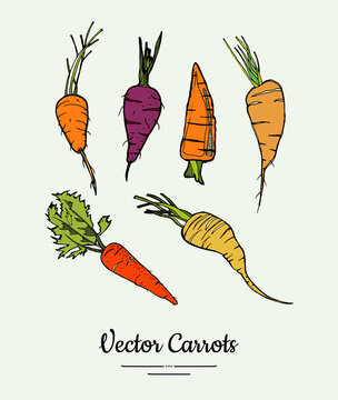 Carrot vegetable vector isolate set. Orange red whole carrot green leaf. Vegetables hand drawn illustration. Trendy food vegetarian sweet ripe root icon logo sketch. Carrot vector illustration isolate