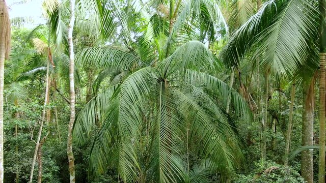 Palmito or tropical a&ccedil;a&iacute; filmed in the humid jungle. 4k video of and plants