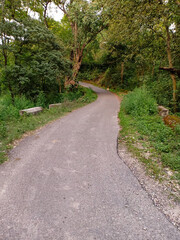 Obraz premium the path of the forest