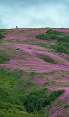 Blooming fireweed from a pink river flowing down a hillside - 359751814