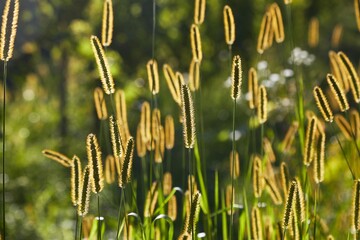 Grass and weed glowing in morning light