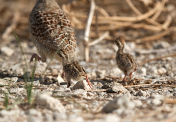 Grey francolin chicks running away