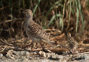 Grey francolin with chicks
