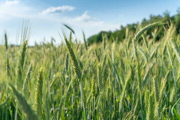 Spikelets of green rye against a blue sky with clouds close-up, field of green rye